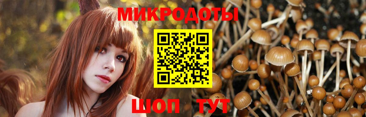 Кировск  Галлюциногенные грибы Psilocybe  Вход с VPN 